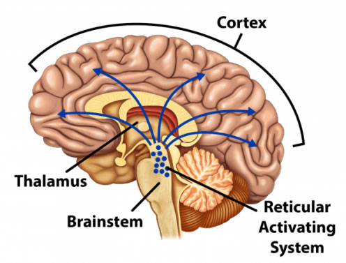 Brain showing the cortex, Thalamus, Brainstem, and Reticular Activating System