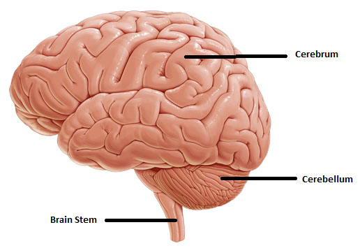 Parts of Brain Anatomy Illustration: Cerebrum, Cerebellum, Brain Stems