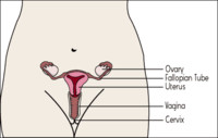A woman's reproductive system