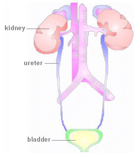 A diagram showing kidney's, ureter, and bladder