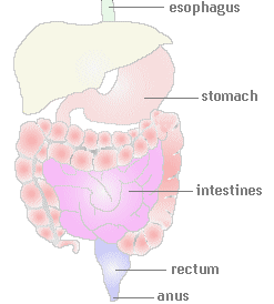 Diagram of the Digestive system showing the esophagus, stomach, intestines, rectum, and anus.